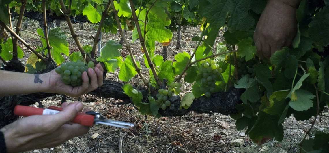 Foto-vinas-2-1140x532 (1)