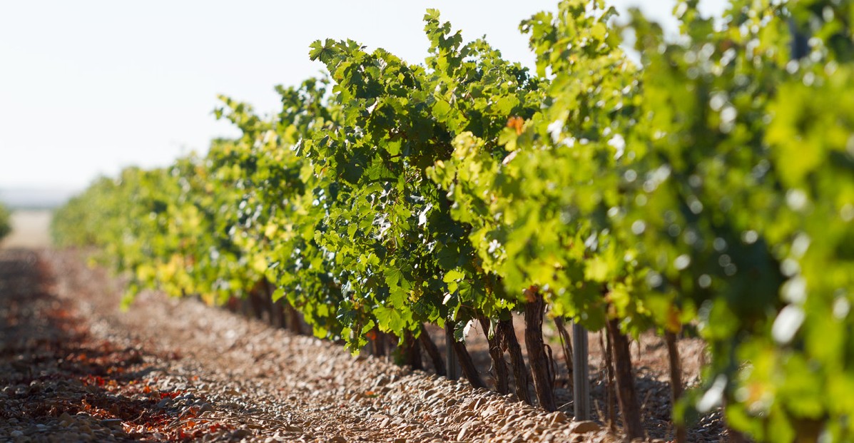 IMG_7148-e1423389105766