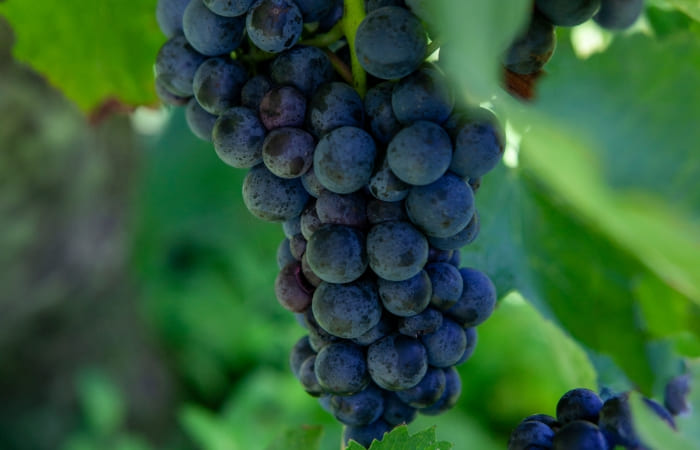 vinedos-hondarrabi-beltza